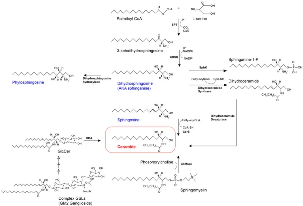 Schematic of sphingolipid metabolism showing SPT-driven condensation of serine and palmitoyl-CoA to 3-ketodihydrosphingosine; reduction to sphinganine; CerS-mediated acylation to dihydroceramide; DEGS-mediated desaturation to ceramide; branches to sphingomyelin and glycosphingolipids; salvage pathway regenerating sphingosine and S1P.